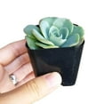 thumbnail image 4 of Echeveria Atlantis (4"+ Plastic Pot) - Tiny, Lovely, Easy to Care Rosette Succulents - Live Succulents for Home Indoor Place, 4 of 9