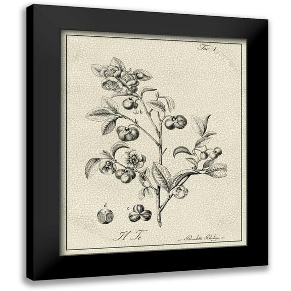 Vision Studio 12x14 Black Modern Framed Museum Art Print Titled - Antique Black and White Botanical IV