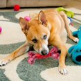 thumbnail image 5 of Durable Chew Toy For Dogs Interactive Squeaky Bone Pet Supplies Puppy Teething Indoor Outdoor, 5 of 5
