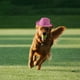 thumbnail image 5 of Sombrero de vaquero para mascotas, para gatos y perros, decoración para fiestas, 5 of 8