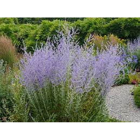 3 Russian Sage 'Little Spire' Plant in a 3.5" Pot---Powerhouse Pollinators!!!