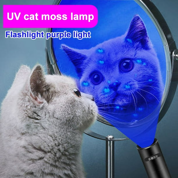 Scorpion Black Light