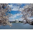 thumbnail image 2 of Highmith, Carol 14x12 White Modern Wood Framed Museum Art Print Titled - Jefferson Memorial with cherry blossoms, Washington, D.C., 2 of 4
