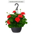 thumbnail image 1 of Expert Gardener #10 Everyday Hanging Basket Flowering Annuals, Assorted Colours & Varieties, Outdoor Live Plants for Home Garden, 1 of 2