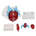 thumbnail image 2 of Female Pelvis Anatomy Model, High Simulation Colored Female Pelvis Model Clear Structure  for Demonstration for Auxiliary Teaching, 2 of 8