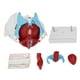 thumbnail image 2 of Modelo De Anatomía De Pelvis Femenina, Modelo De Pelvis Femenina De Color De Estructura Clara De Alta Simulación Para Enseñanza Clínica, 2 of 7