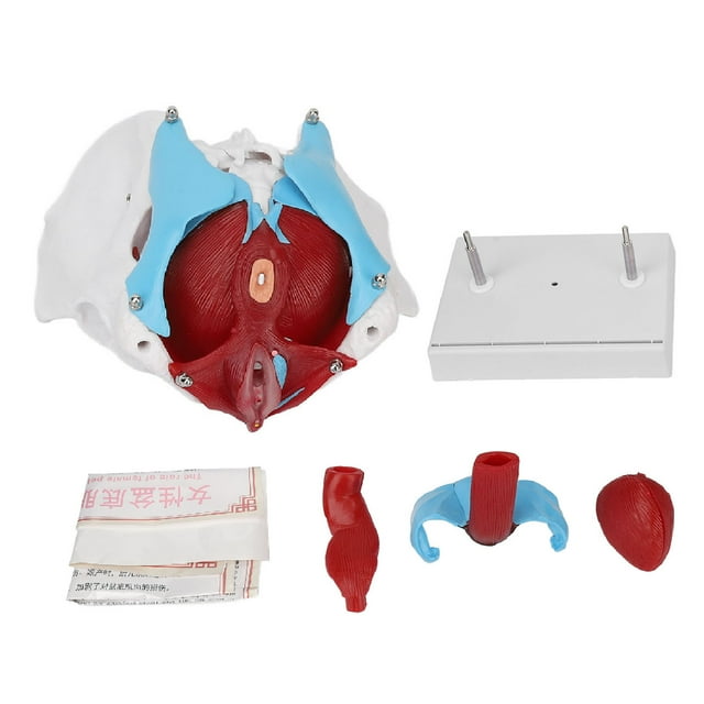 Oubit Modèle de Bassin Femelle, Modèle d'Anatomie de Plancher Pelvien Couleur Bassin Modèle de Plancher Pelvien Femelle Construction Robuste