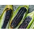 thumbnail image 6 of Organic Whole Blue Corn Kernels, 1 Pound — Non-GMO, Kosher, Vegan, Raw — by Food to Live, 6 of 6