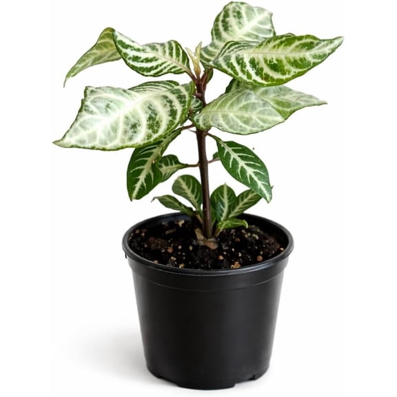 Zebra Snow White Live Plant in 4" Pot, Variegated Houseplant, Indoor Potted Plant, Compact Foliage Plant