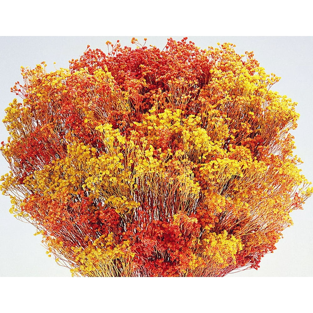 Dried Broom Bloom Flowers Colors 45 oz bunch (1 bunch shown) 1822in