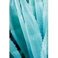 thumbnail image 2 of Urquhart, Elizabeth 17x24 White Modern Wood Framed Museum Art Print Titled - Abstract Agava IV Color, 2 of 4