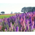 thumbnail image 3 of TomorrowSeeds - Rocket Mix Larkspur Seeds - 1200+ Count - For 2026 Planting Delphinium Ajacis, 3 of 9