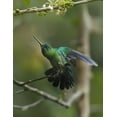 thumbnail image 2 of Fitzharris, Tim 26x32 White Modern Wood Framed Museum Art Print Titled - Green Crowned Brilliant Hummingbird, 2 of 4