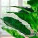 thumbnail image 2 of Planta Artificial Pandurata Decorativa Con Maceta Casa y Concepto CC155, 2 of 2