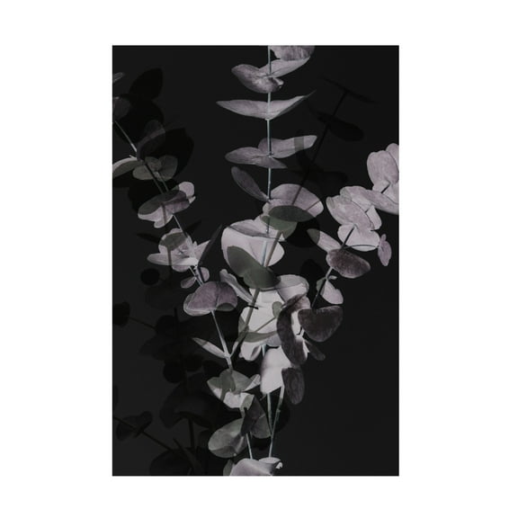 Pictufy Studio III 'Eucalyptus Negative 1' Canvas Art - 12 x 19 Inches