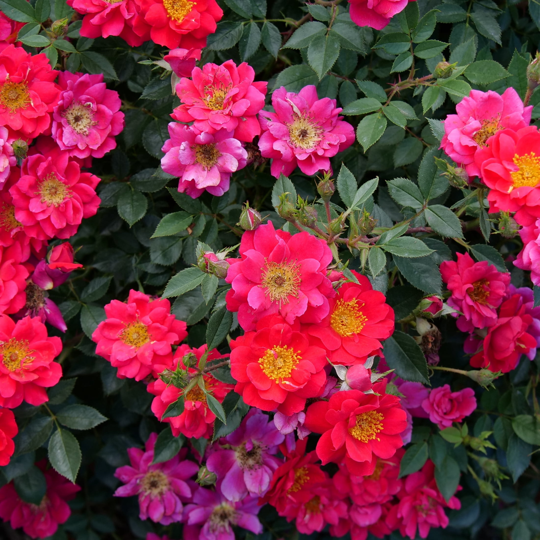 Proven Winners ColorChoice 5" Red Oso Easy Urban Legend Rose Live Plant in 4.5" Pot (4 Count)