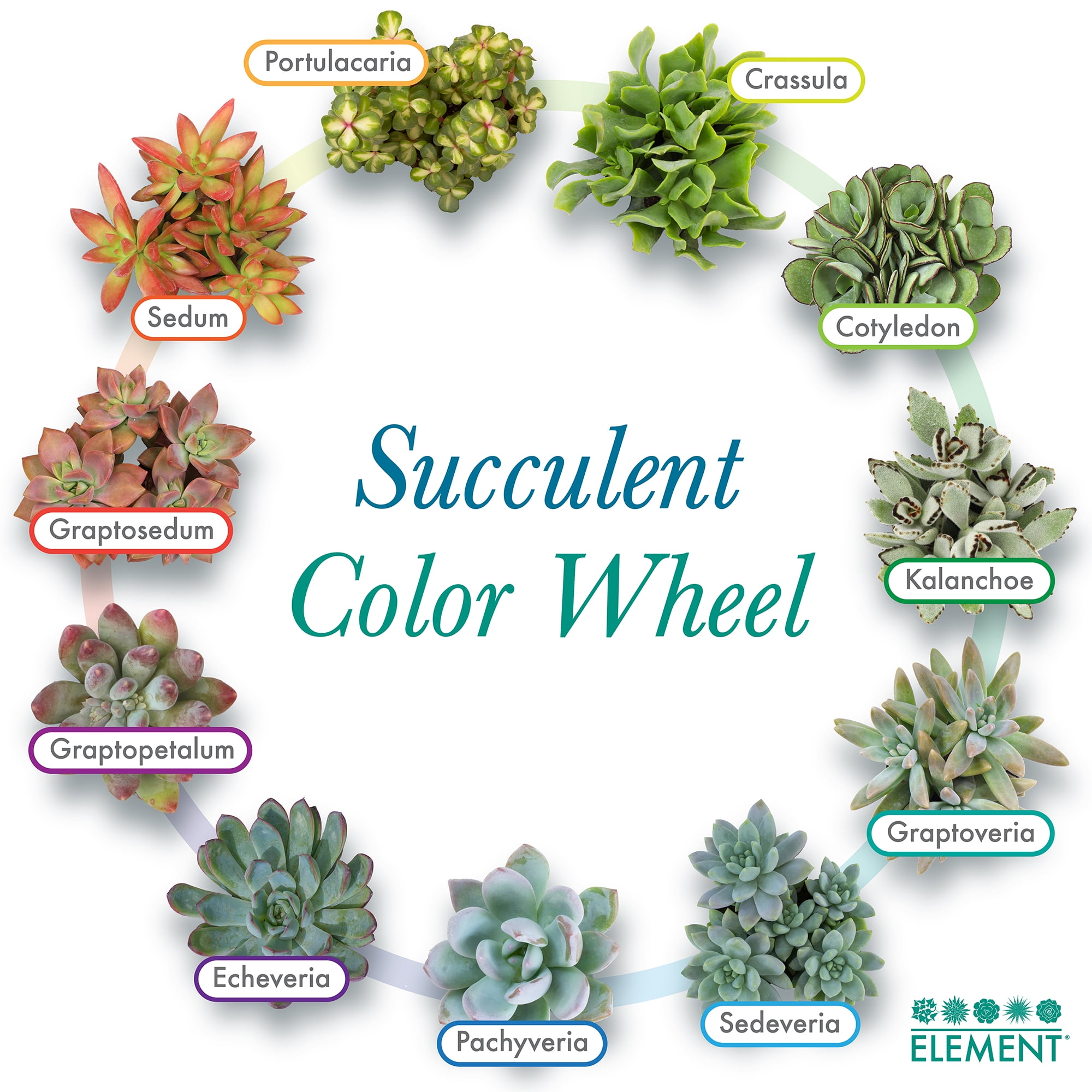Element by Altman Plants Multicolor Succulent ,Live Indoor House Plants with Grower Pots , 2 inch , Pack of 20