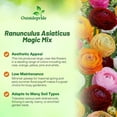 thumbnail image 3 of Outsidepride Ranunculus Magic - 40 Seeds, 3 of 7