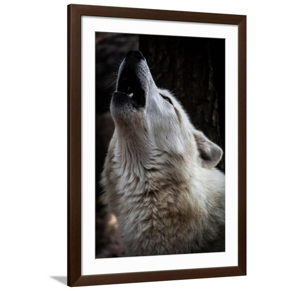 Art.com Wolf Howling Art Print by Lantern Press, Brown Frame Wall Art, 32" x 44"