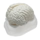 thumbnail image 4 of Modelo de Cerebro , Juguete de Anatomía, Equipo de Enseñanza Escolar, Juguetes de para Niños, 4 of 8