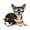 Black, variant on NAMSAN Dog Goggles for German Shepherd/ Golden retriever Eye Protection with Adjustable Straps