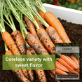 thumbnail image 3 of Scarlet Nantes Carrot Seeds - Non GMO Heirloom Varieties for your Home Vegetable Garden - 3 Pack, 3 of 5