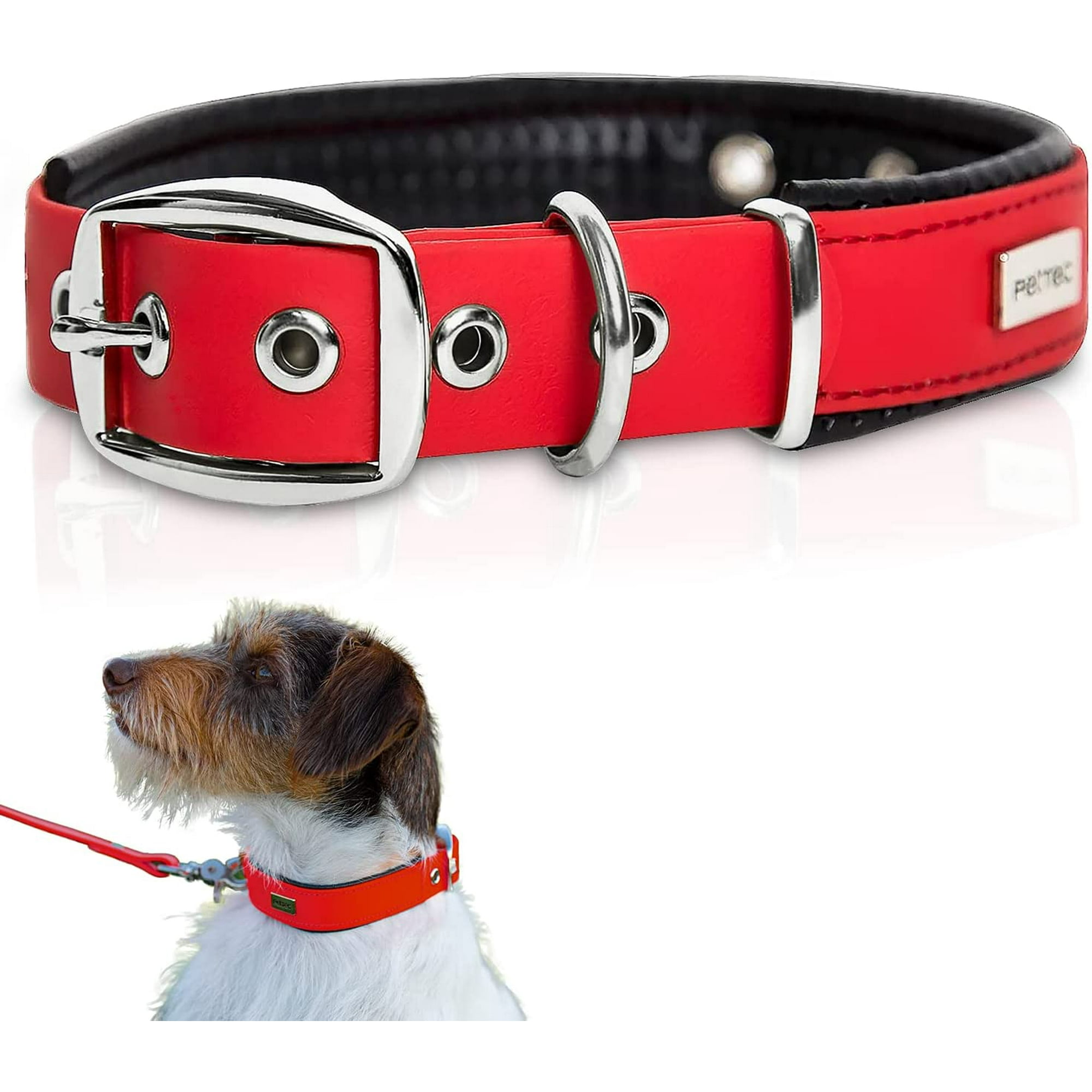 Should My Puppy Wear A Collar All The Time