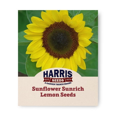 Harris Seeds Sunrich Lemon F1 Sunflower Pollen-Free Lemon Yellow Cut Flower Variety 250 Count