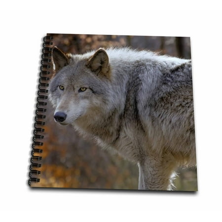 3dRose New Jersey, Columbia, Lakota Wolf Preserve. Close-up of timber wolf. - Mini Notepad, 4 by 4-inch