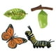 thumbnail image 2 of Juego de crecimiento de insectos para niños,Aula de material didáctico sobre el ciclo de crecimiento animal,Juguetes de mariposa animal de imaginación cognitiva para niños,Naturaleza, 2 of 9