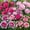 Mix-B, variant on Mixed Great Peonys Planting-Premium Garden Stakes-Ornamental Home Decoration-Beautiful Gift Garden-Bloom Year After Year-(Non-Artificial)