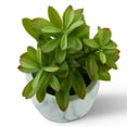 thumbnail image 3 of FloraCraft 8" Artificial Jade Plant in Marbled Pot, 3 of 4