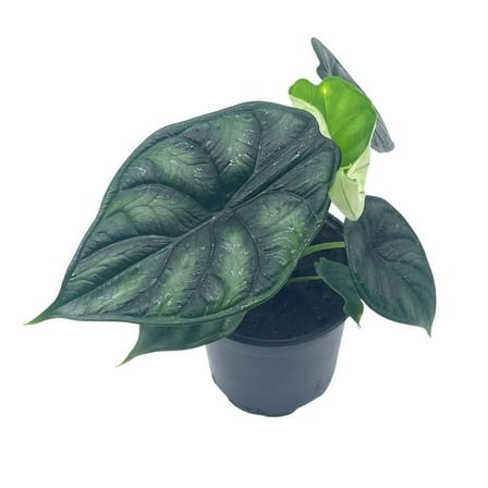 Florida House Plants Alocasia 4" Black Dragon Scale Live Plants in 4" Pot, Rarest Alocasia