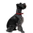 thumbnail image 5 of Dogline L1003-3 13-16 L x 0.33 Po L. Collier Rond en Cuir, Rouge, 5 of 5