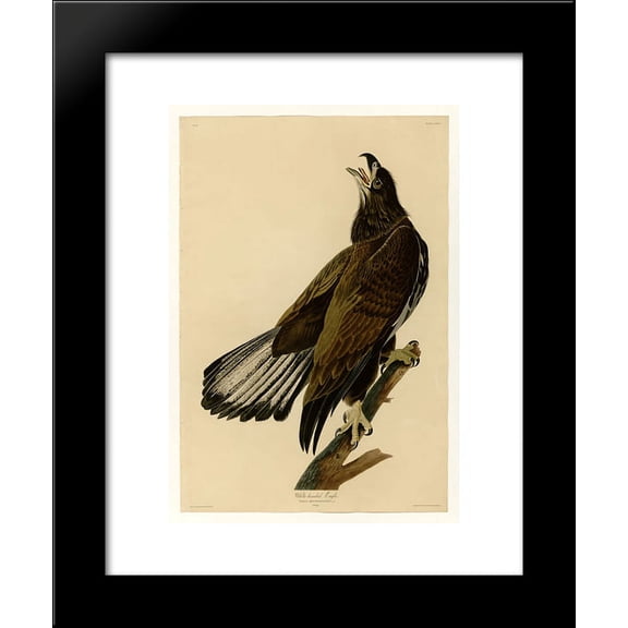 Plate 126 White-headed Eagle 20x24 Framed Art Print by John James Audubon