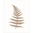 thumbnail image 2 of Great Art Now Fern 2 by Erin Clark, Framed Wall Art, 18.75W x 22H, 2 of 3