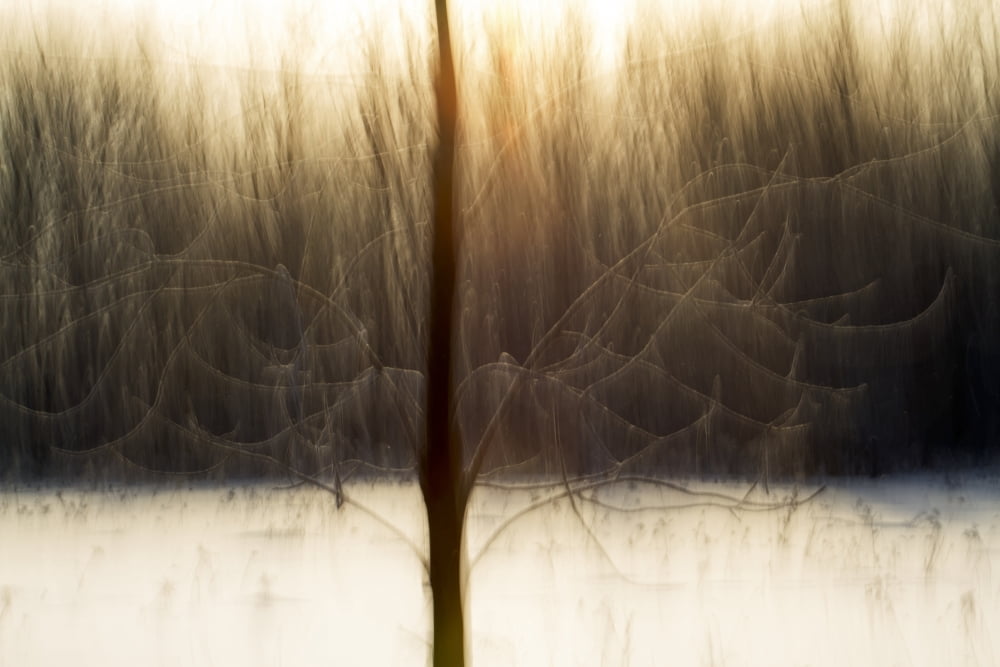 Motion Blur Of Tree