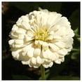 thumbnail image 2 of Everwilde Farms - 1 oz Polar Bear Zinnia Garden Flower Seeds - Gold Vault Bulk Seed Packet, 2 of 3