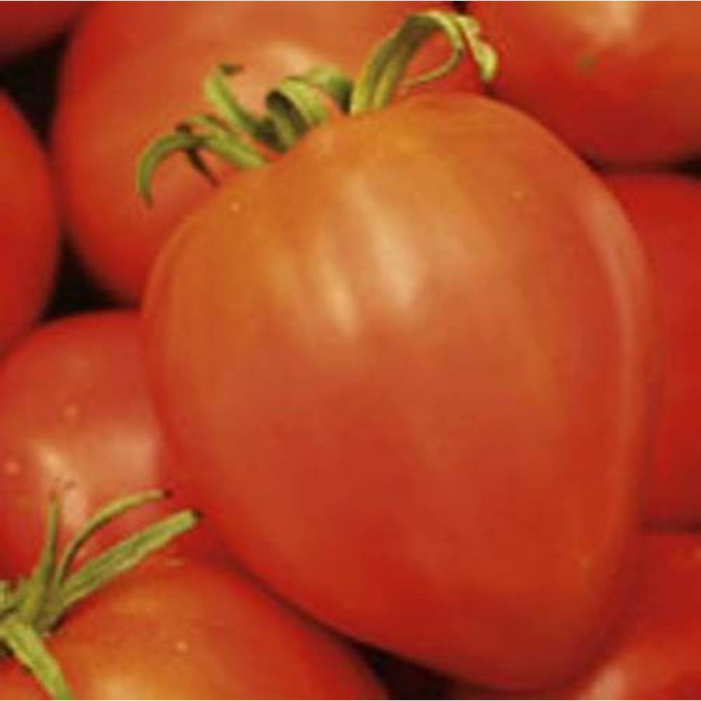 Tomato Amish Paste Garden Heirloom Vegetable 50 Seeds