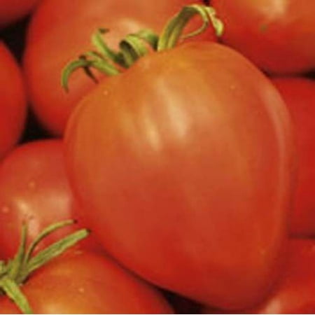 Tomato Amish Paste Garden Heirloom Vegetable 50