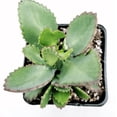 thumbnail image 4 of Kalanchoe Daigremontiana 'Mother of Thousands' Succulent Live Plant 2 Inch for Indoor Outdoor Home Office Garden Decor, 4 of 6