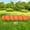 Orange, variant on Dog Agility Tunnel, Dog Agility Equipment, Dog Agility Training with Carry Bag (Orange)
