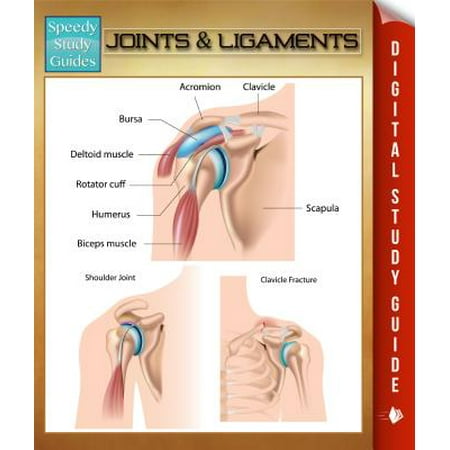 Joints & Ligaments - eBook (Best Food For Joints And Ligaments)