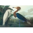 thumbnail image 2 of Audubon, John James 18x13 Black Ornate Wood Framed with Double Matting Museum Art Print Titled - Purple Heron, 2 of 4