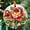 Blooming Red Peony1599, variant on Ornament Window Hanging - Red Rose Flower Suncatcher for Door Garden Home Retro Sun Catchers Decoration Christmas Mother's Day Birthday Gifts for Women Men Mom Nana Friend, 2025,