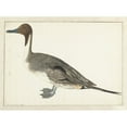 thumbnail image 3 of Rochus van Veen 24x19 Black Modern Framed Museum Art Print Titled - Drake Pintail (1682), 3 of 5