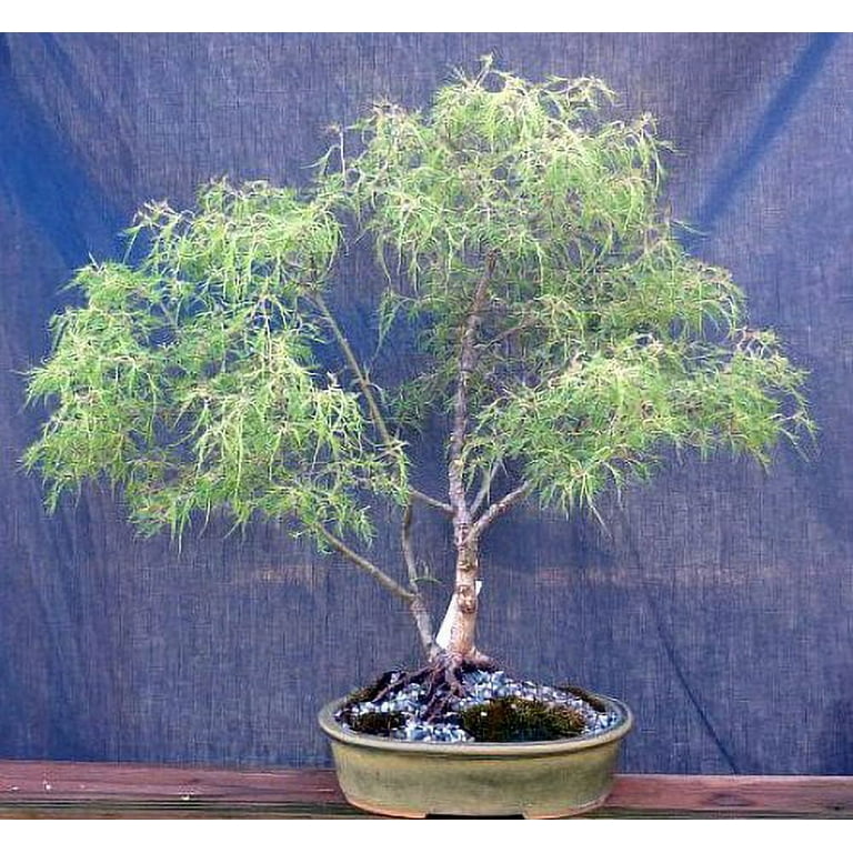 Trost's Dwarf Laceleaf Weeping Birch - Bonsai/Outdoors - 2.5" Pot -  Walmart.com