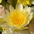 thumbnail image 3 of 17" Potted Daisy & Rose Flowers, 3 of 4