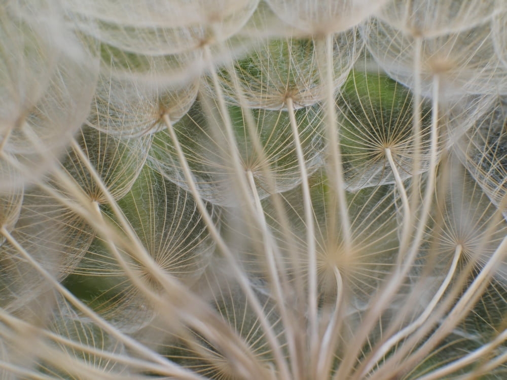Close Up Of Yellow