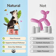 kin+kind Organic Hip+Joint Supplement for Dogs & Cats (Medium) - 4 oz